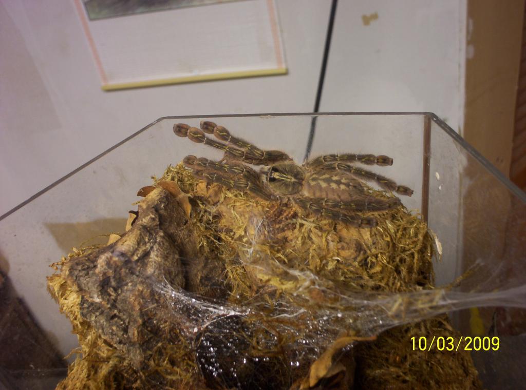 Poecilotheria rufilata