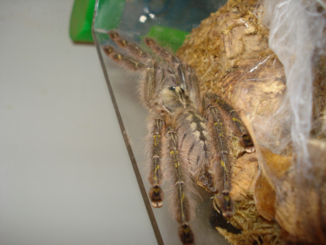 Poecilotheria rufilata