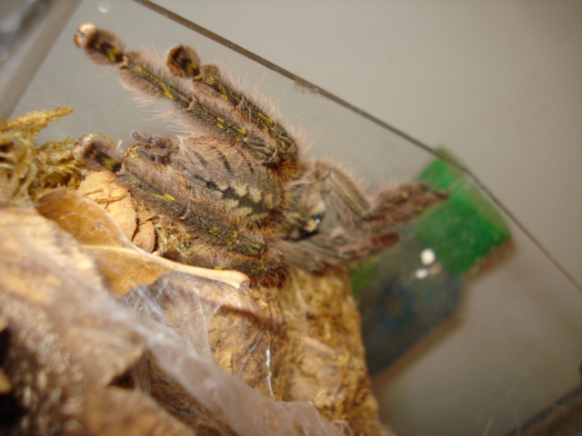 Poecilotheria rufilata