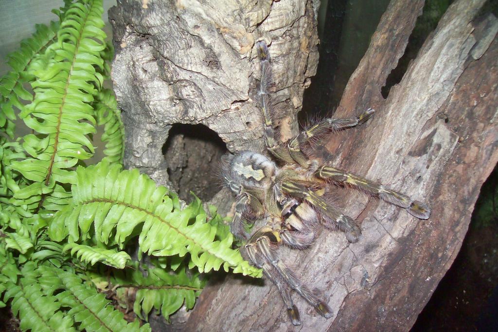 Poecilotheria Rufilata