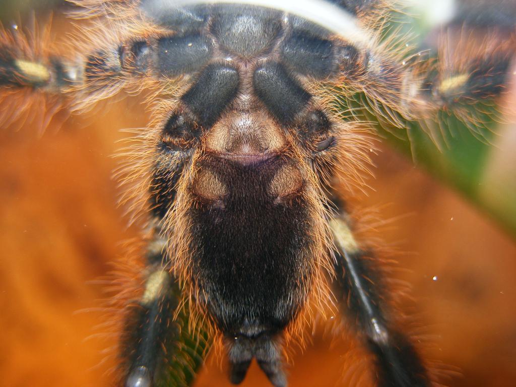 Poecilotheria Rufilata