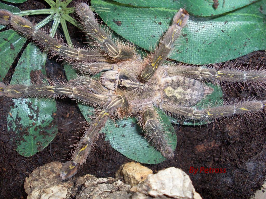 Poecilotheria rufilata