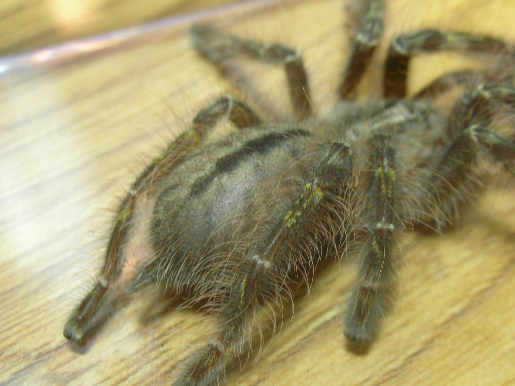 Poecilotheria rufilata