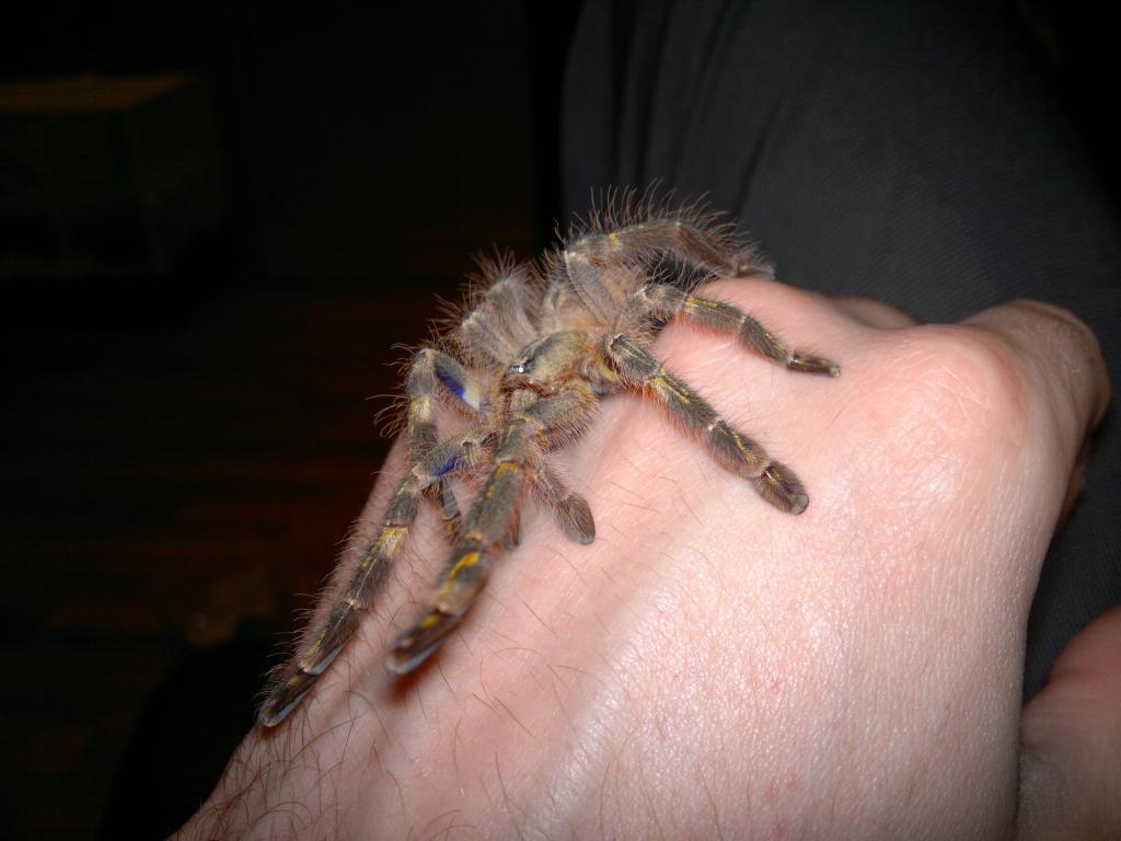 Poecilotheria rufilata