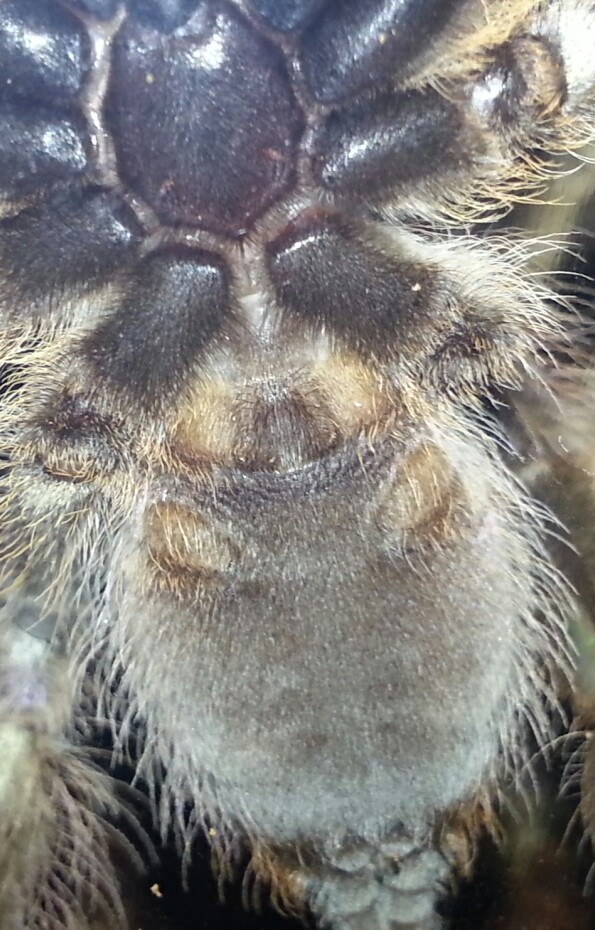 Poecilotheria rufilata