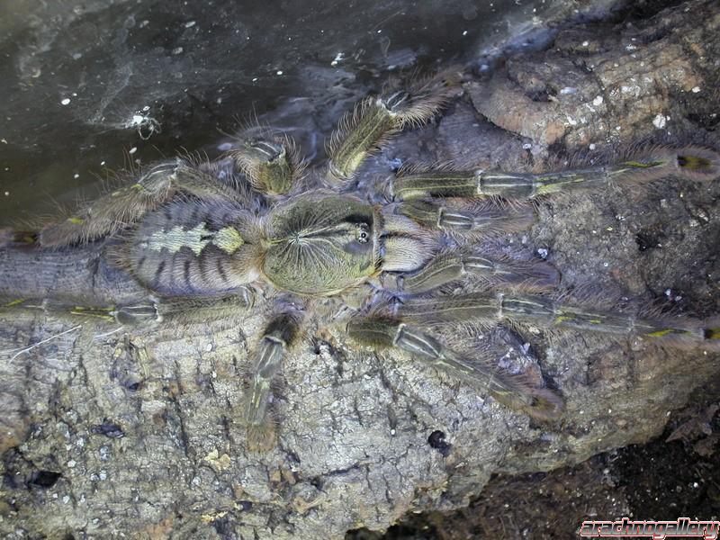 Poecilotheria rufilata