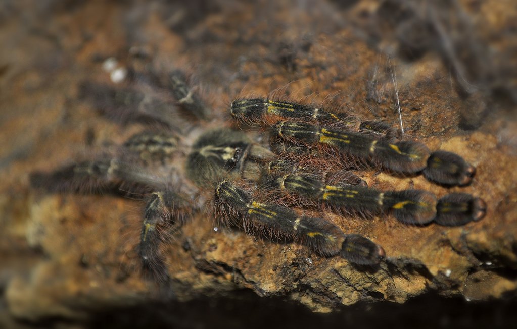 Poecilotheria rufilata