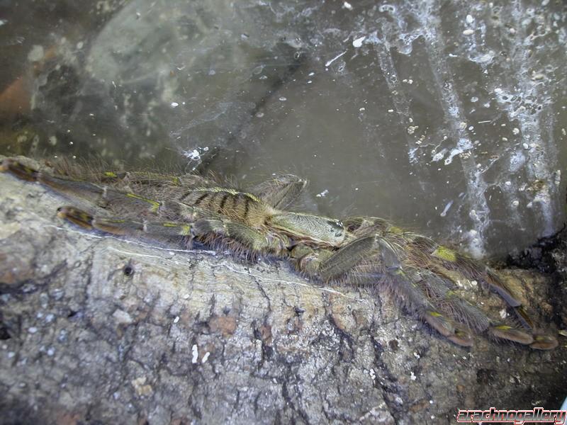 Poecilotheria rufilata