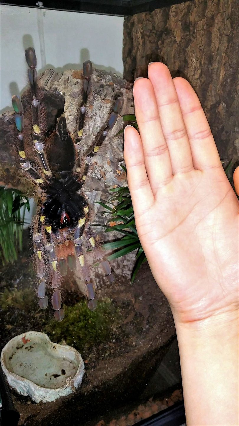 Poecilotheria rufilata