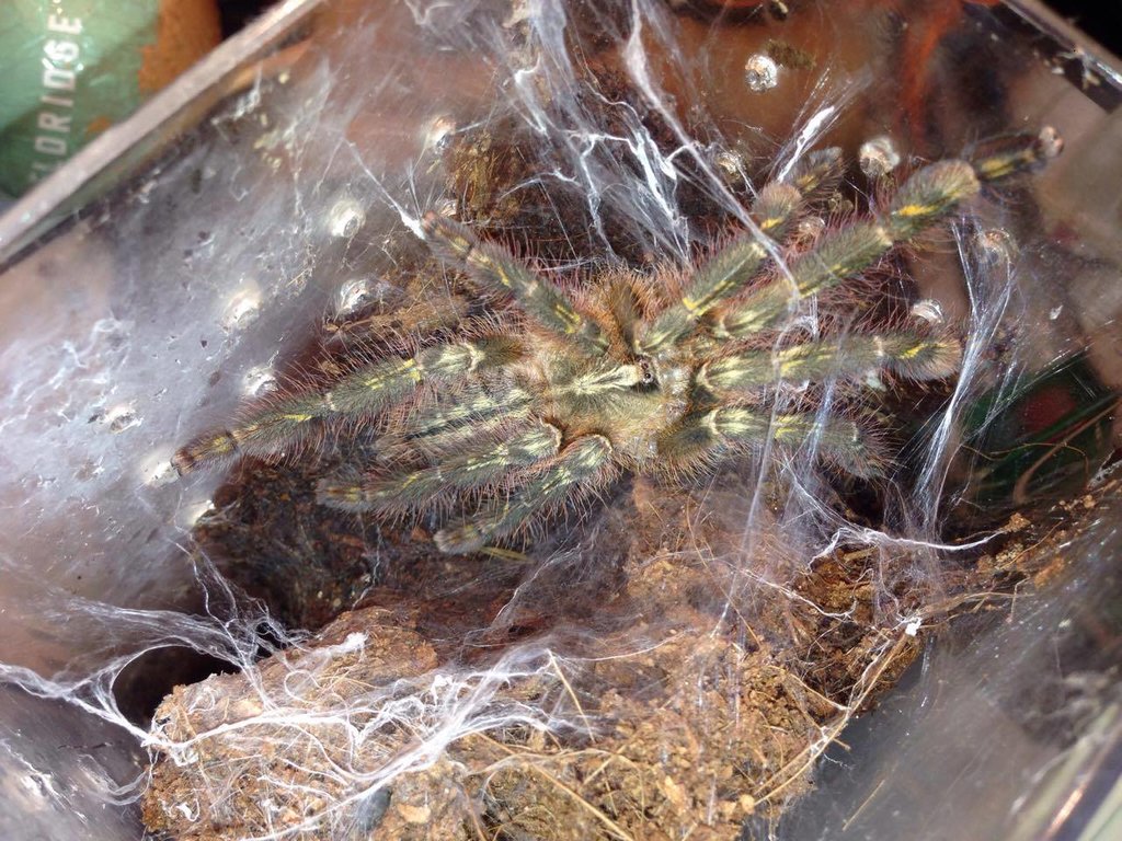 Poecilotheria rufilata