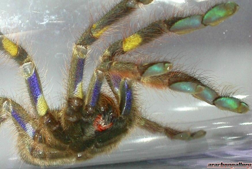 Poecilotheria rufilata