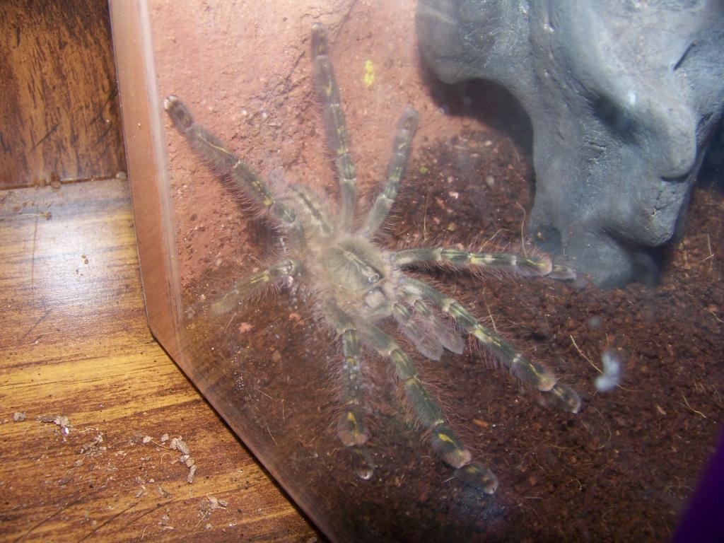 Poecilotheria rufilata