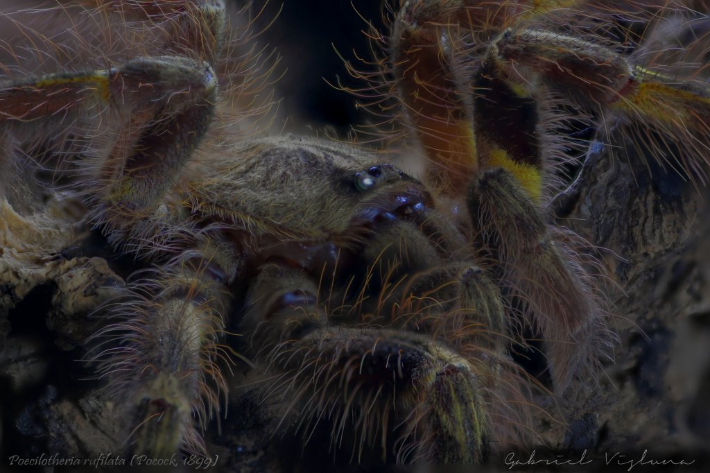 Poecilotheria rufilata