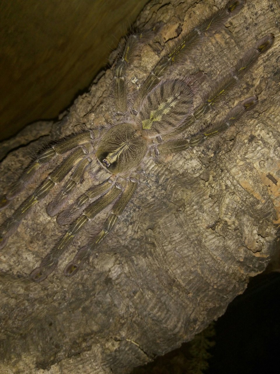 Poecilotheria rufilata