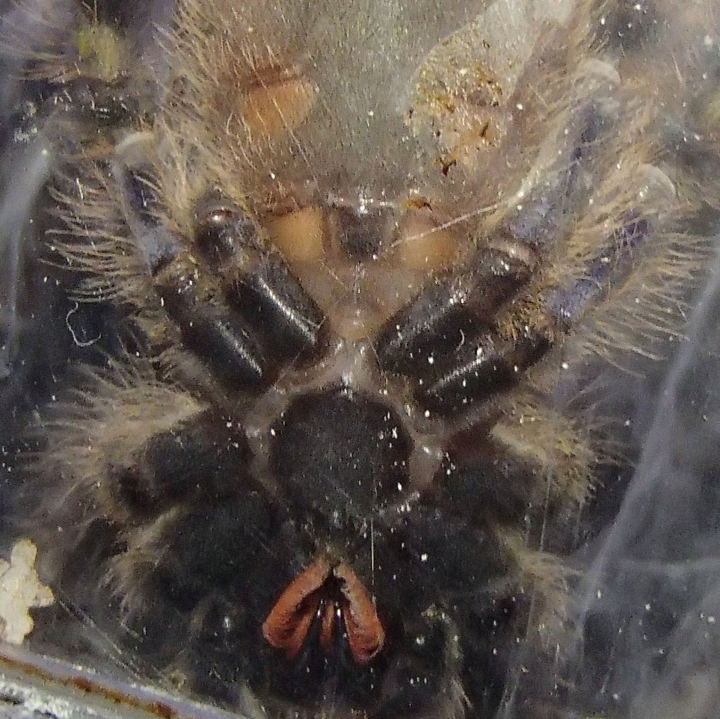 Poecilotheria rufilata