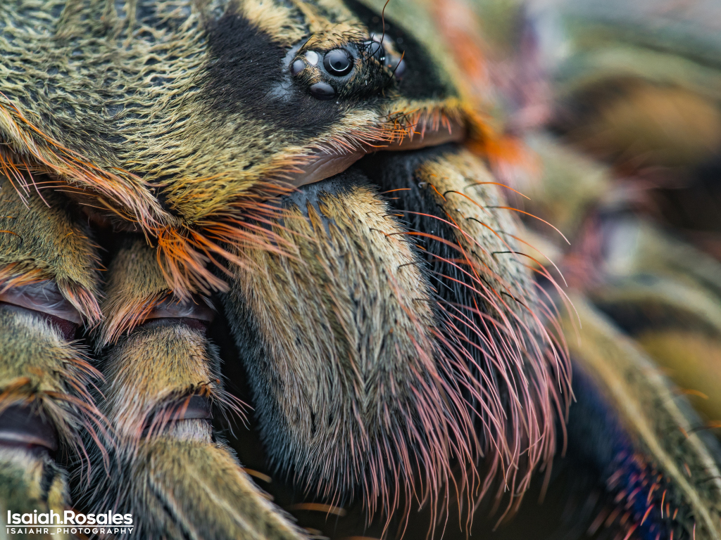 Poecilotheria rufilata