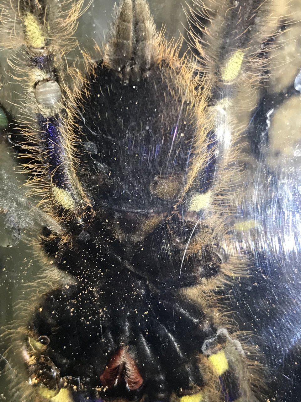 Poecilotheria Rufilata