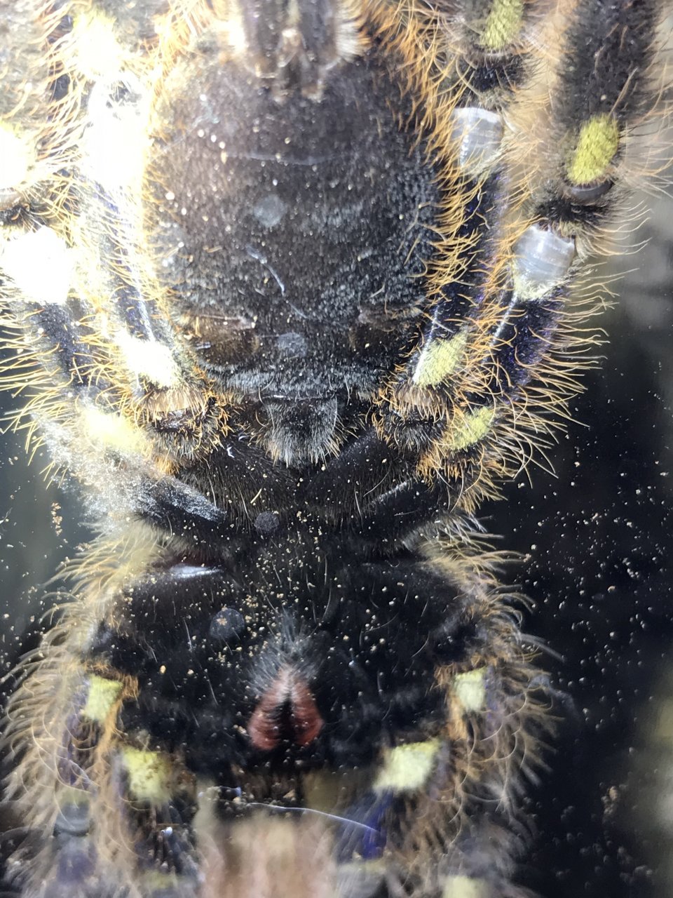 Poecilotheria rufilata