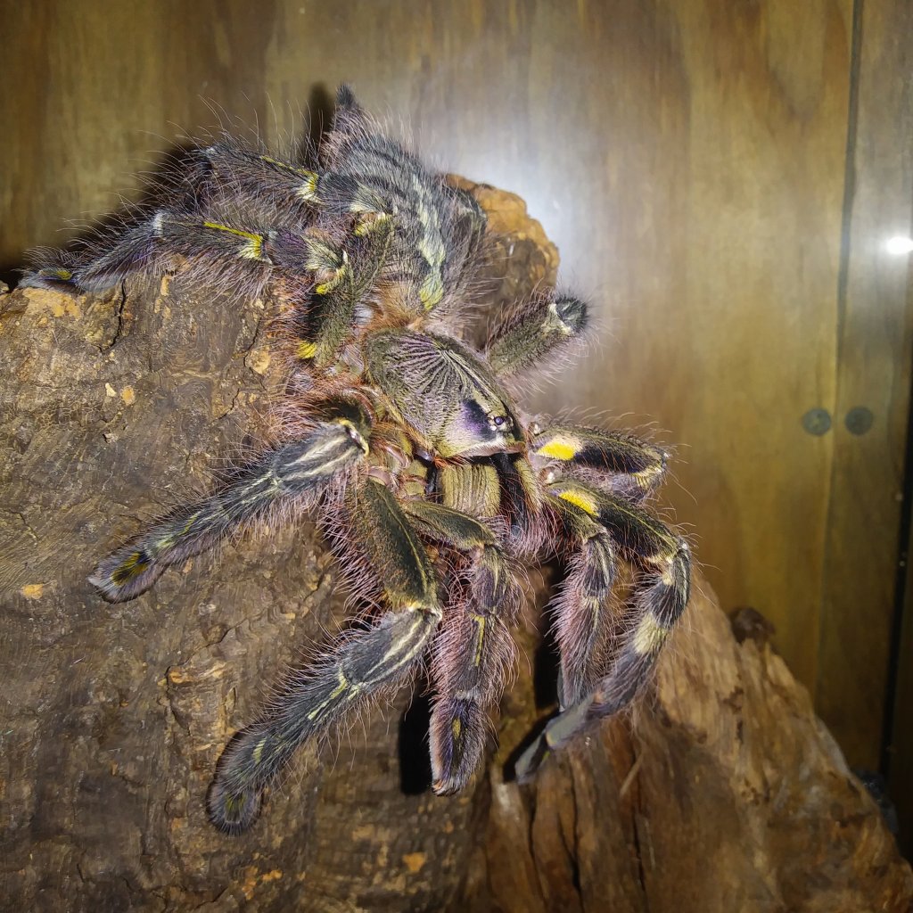 Poecilotheria rufilata