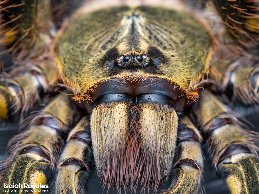 Poecilotheria rufilata