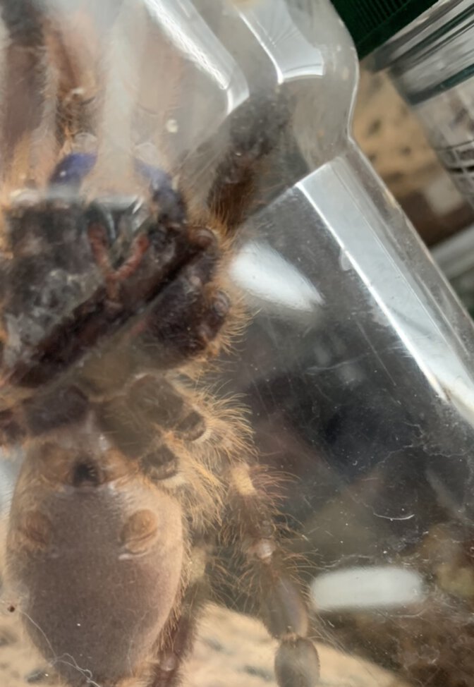 Poecilotheria rufilata