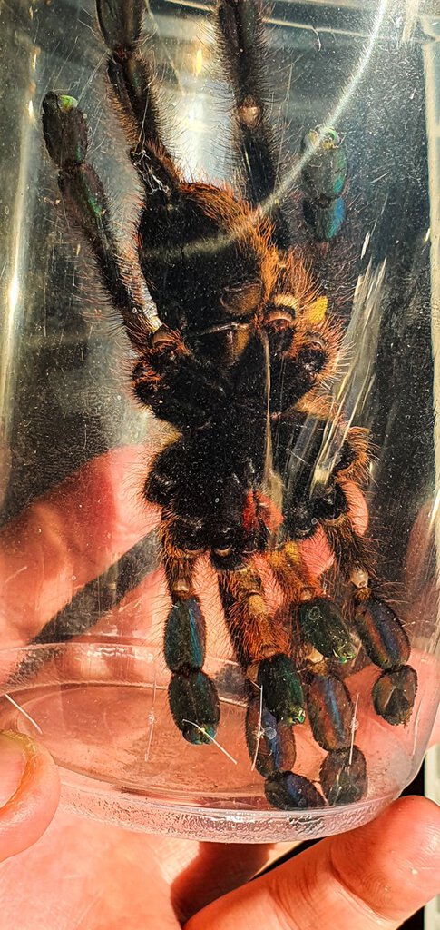 Poecilotheria Rufilata