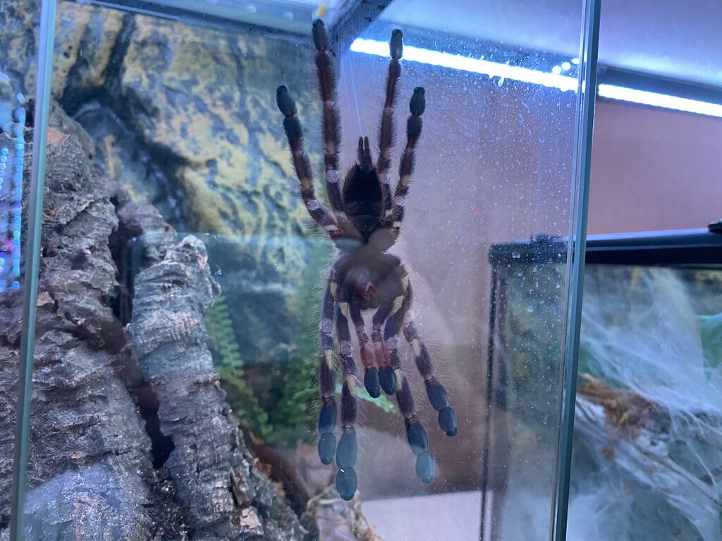 Poecilotheria rufilata