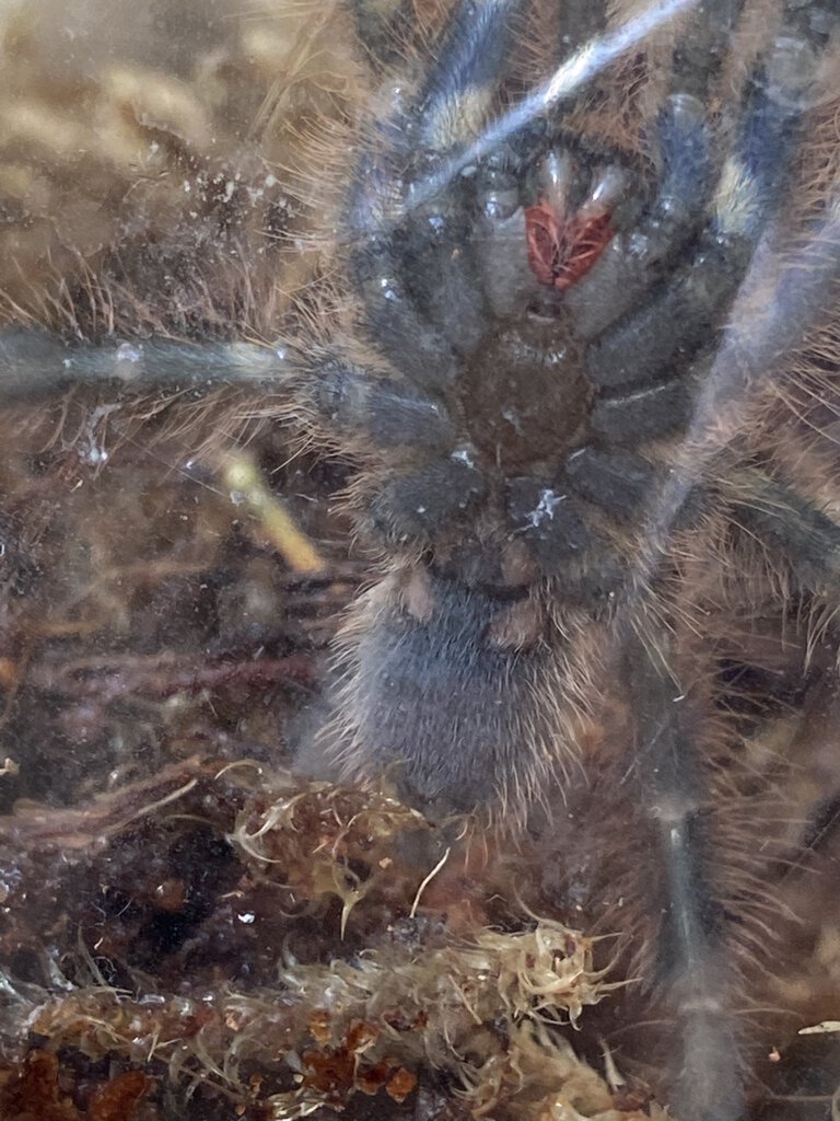 Poecilotheria rufilata