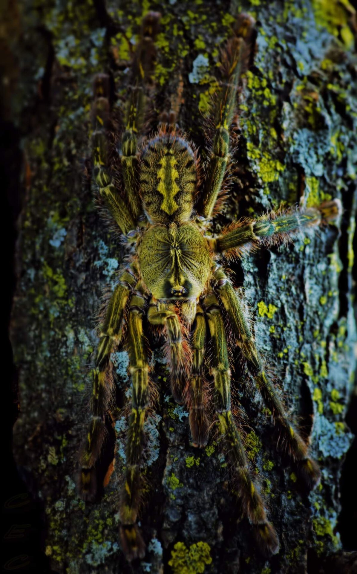 Poecilotheria rufilata