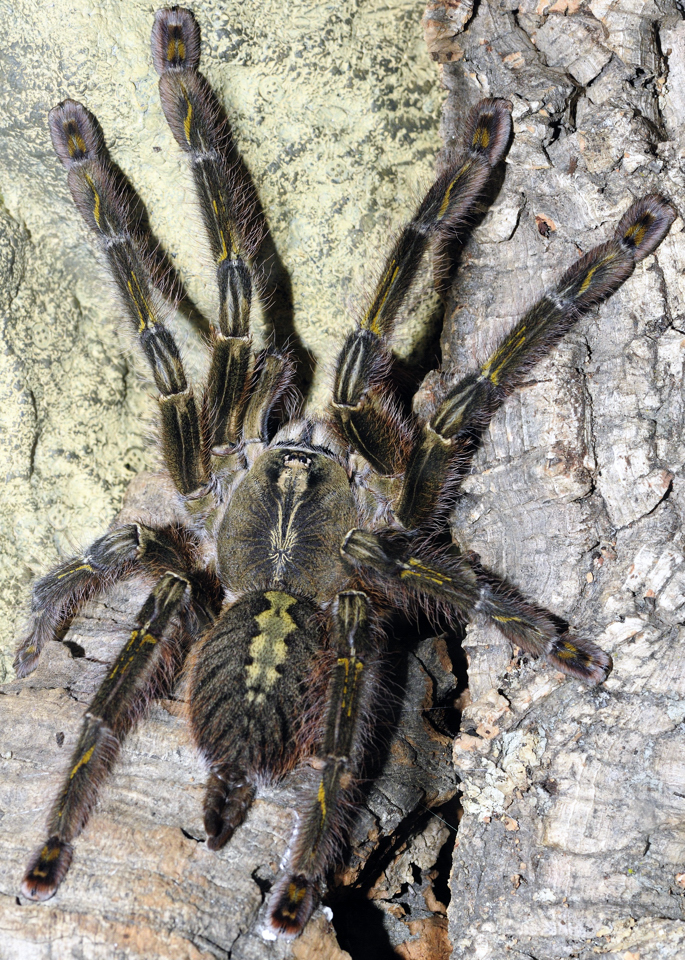 Poecilotheria rufiliata, female.