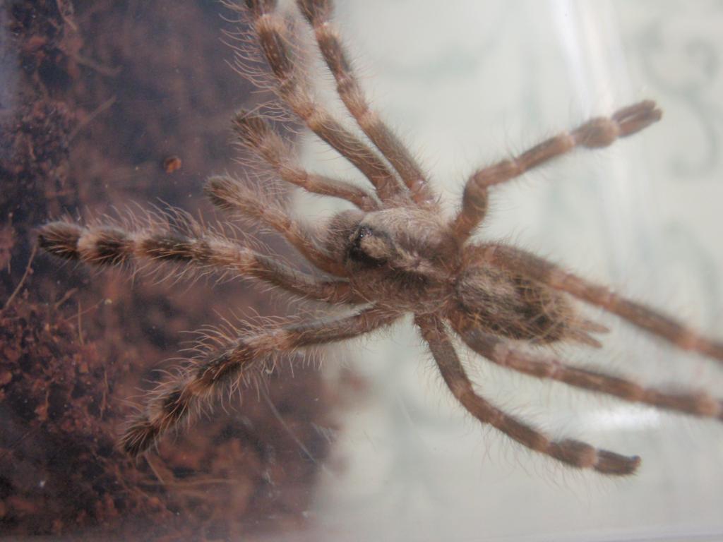 Poecilotheria Smithi