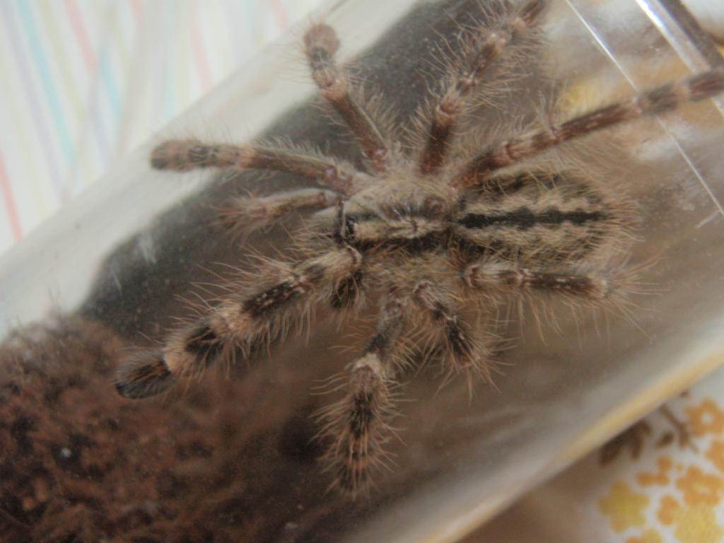 Poecilotheria Smithi