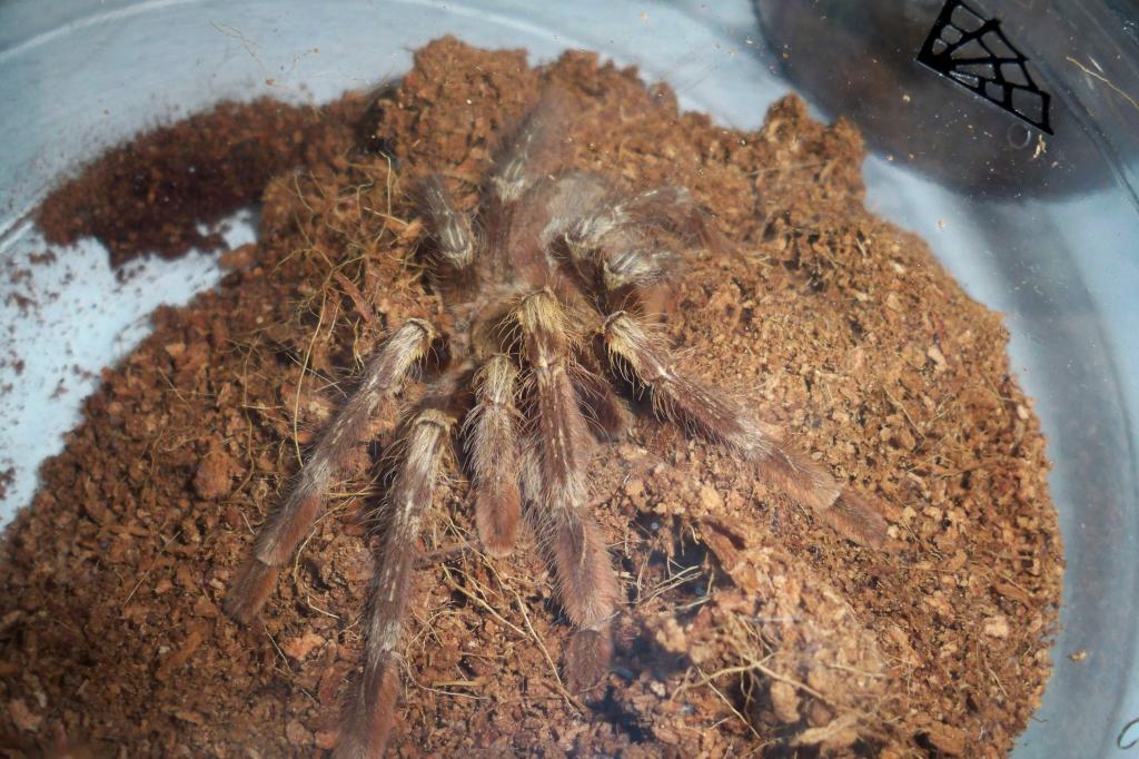 Poecilotheria smithi