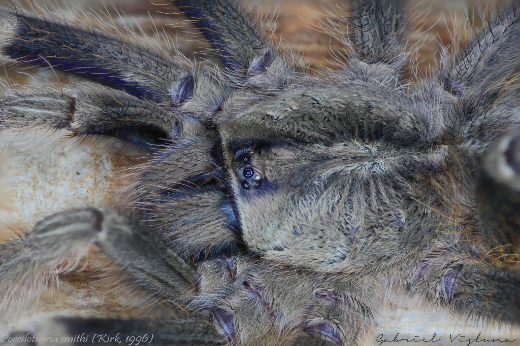 Poecilotheria smithi