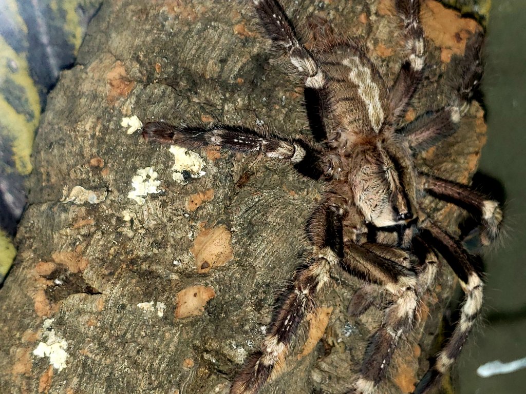 Poecilotheria smithi