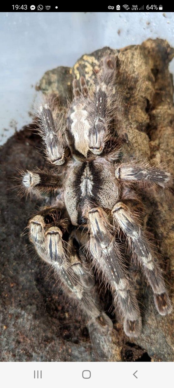 Poecilotheria smithi?