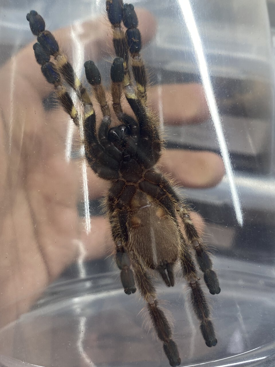 Poecilotheria smithi