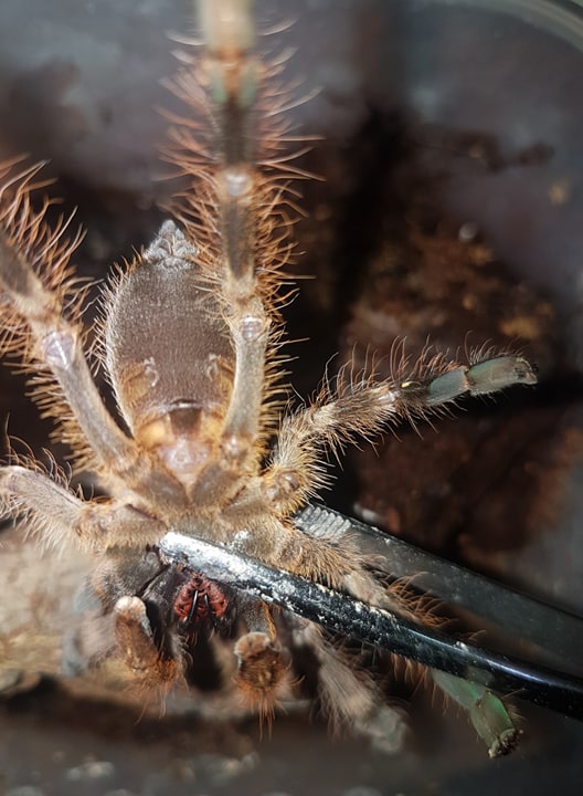 Poecilotheria sp. Lowland 3cm BL [2/2]