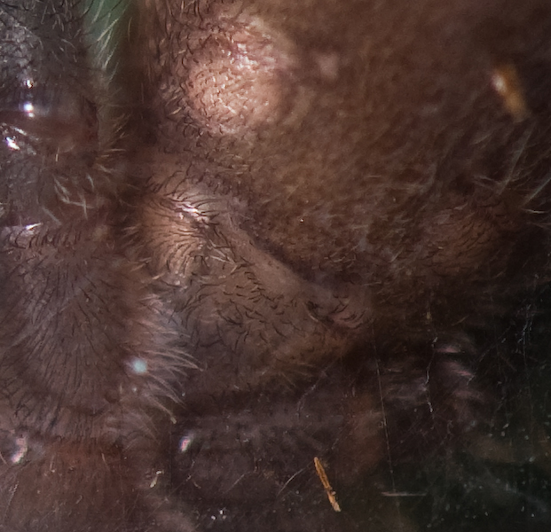 Poecilotheria Sp Lowland / Bara Ventral