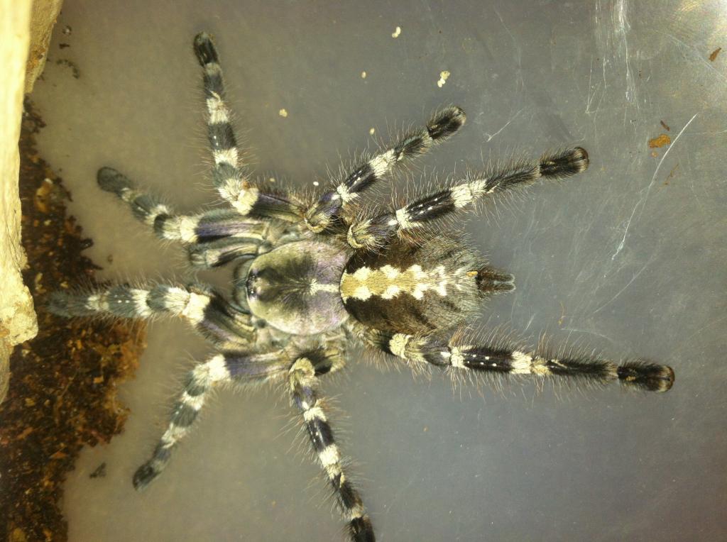 Poecilotheria sp?