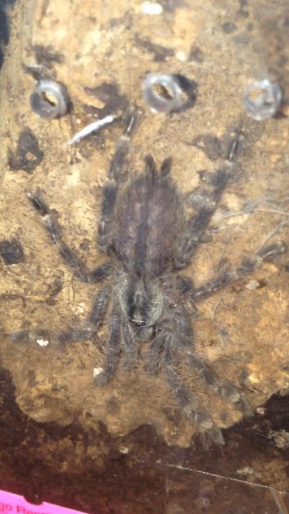 Poecilotheria sp.?