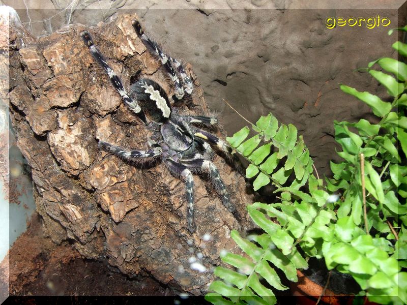 Poecilotheria striata adult female