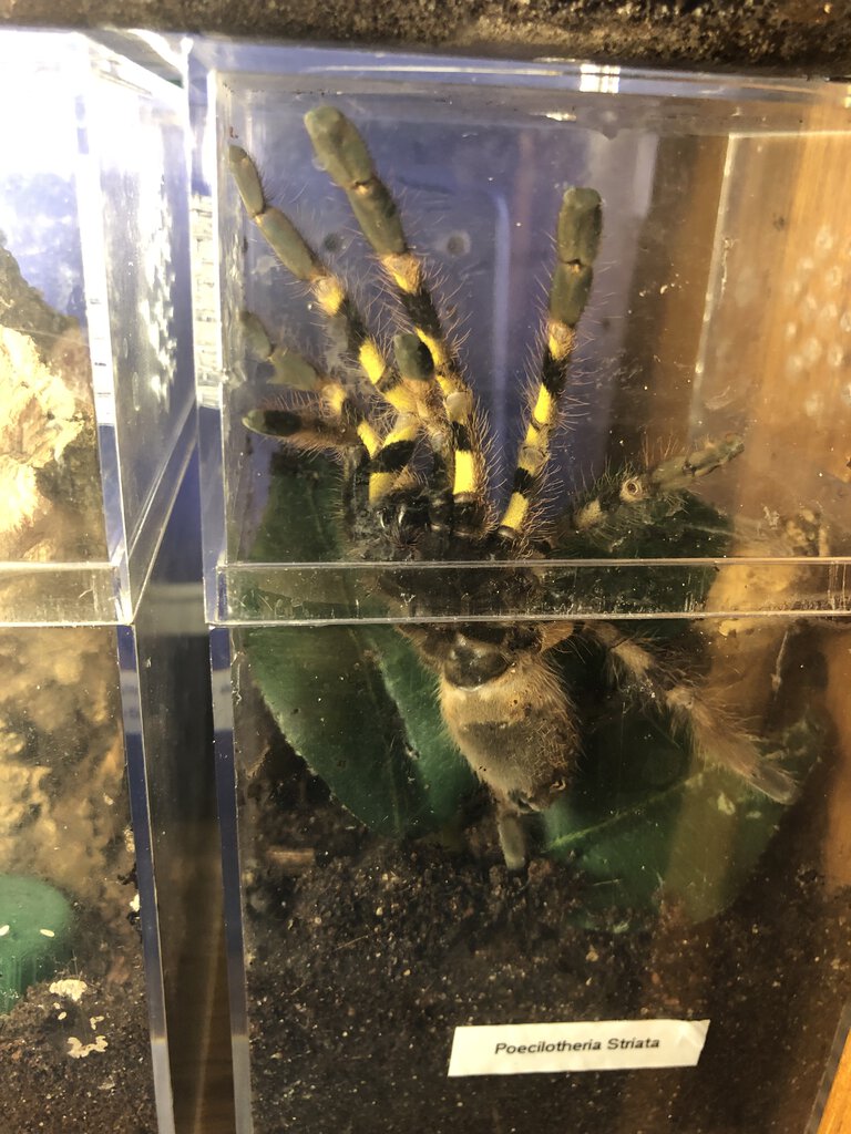 Poecilotheria Striata, M or F?