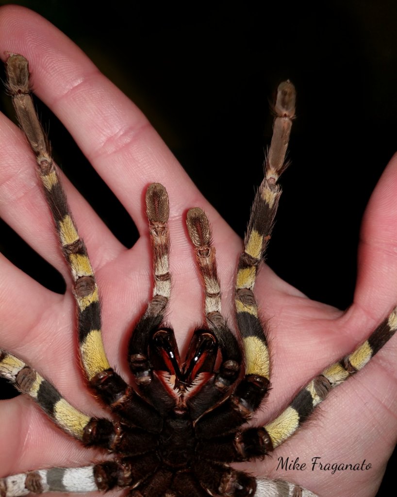 Poecilotheria striata molt