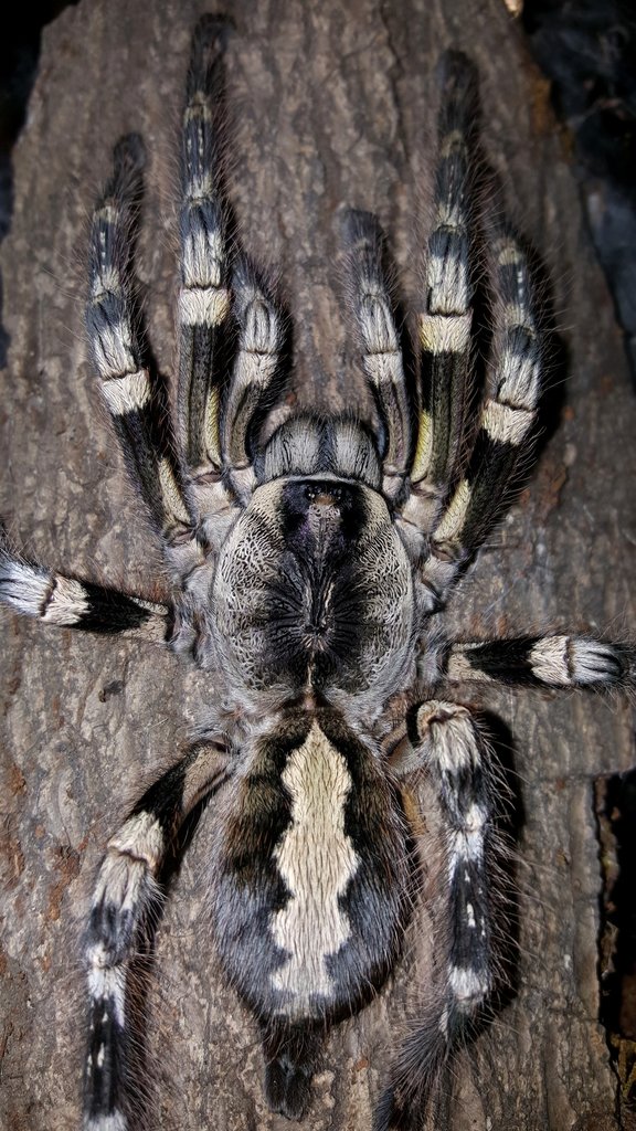 Poecilotheria striata (Mysore Ornamental)