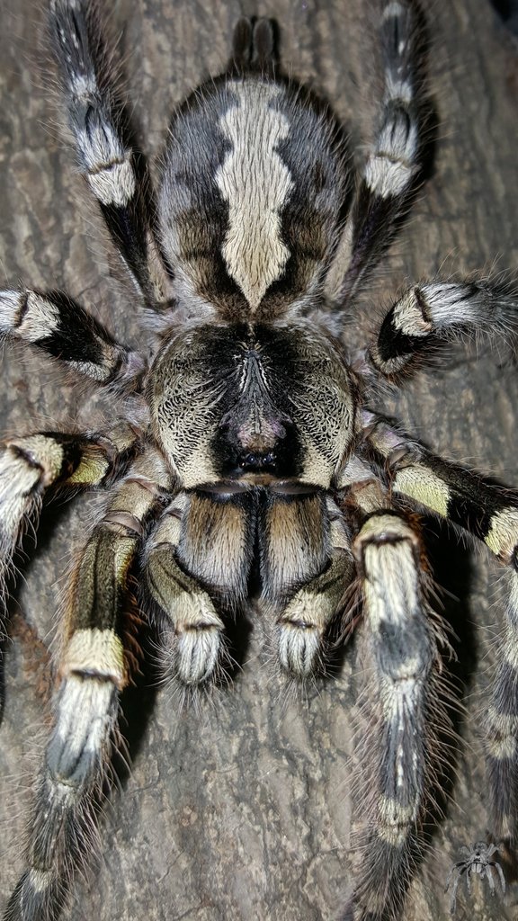 Poecilotheria striata (Mysore Ornamental)