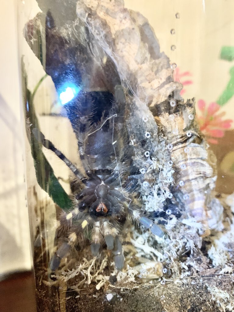 Poecilotheria striata [ventral sexing] [2/3]