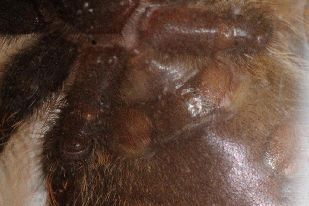 Poecilotheria striata ventral