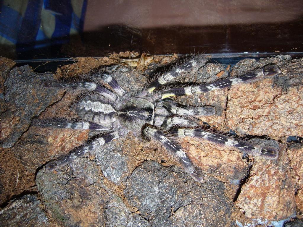 Poecilotheria striata