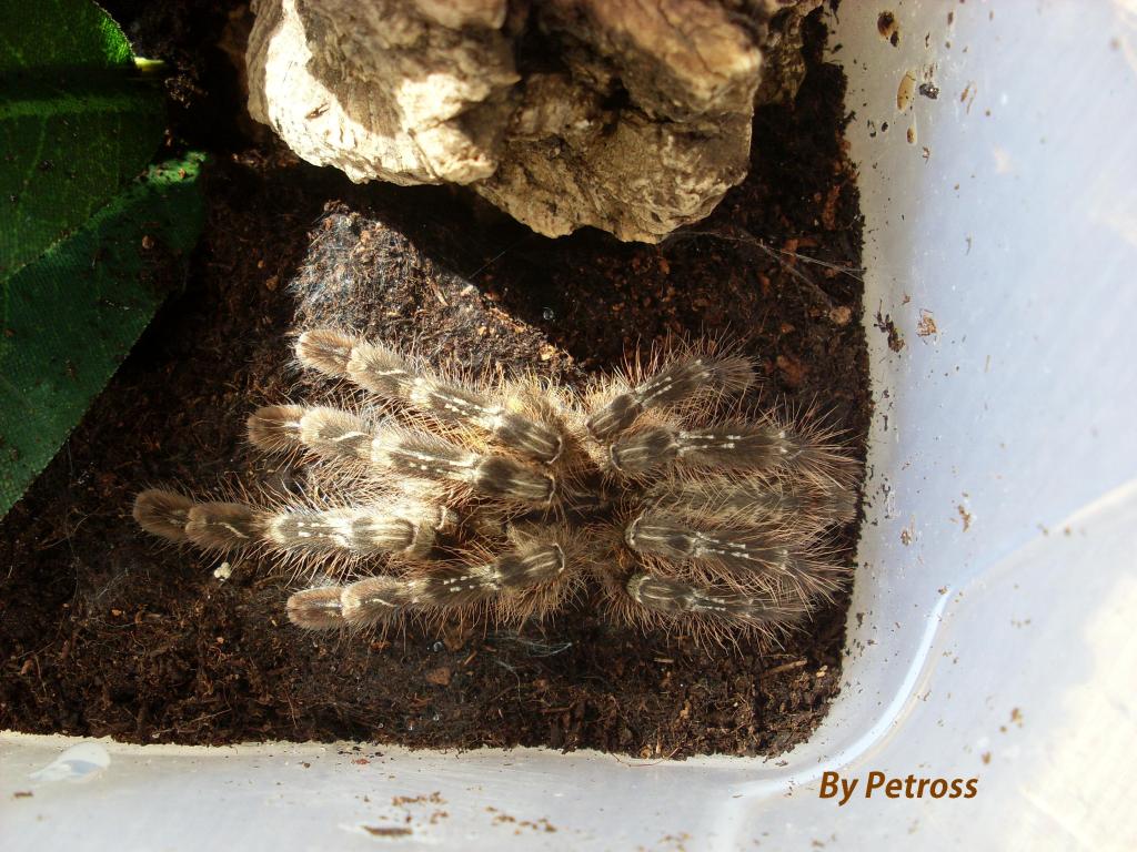 Poecilotheria striata